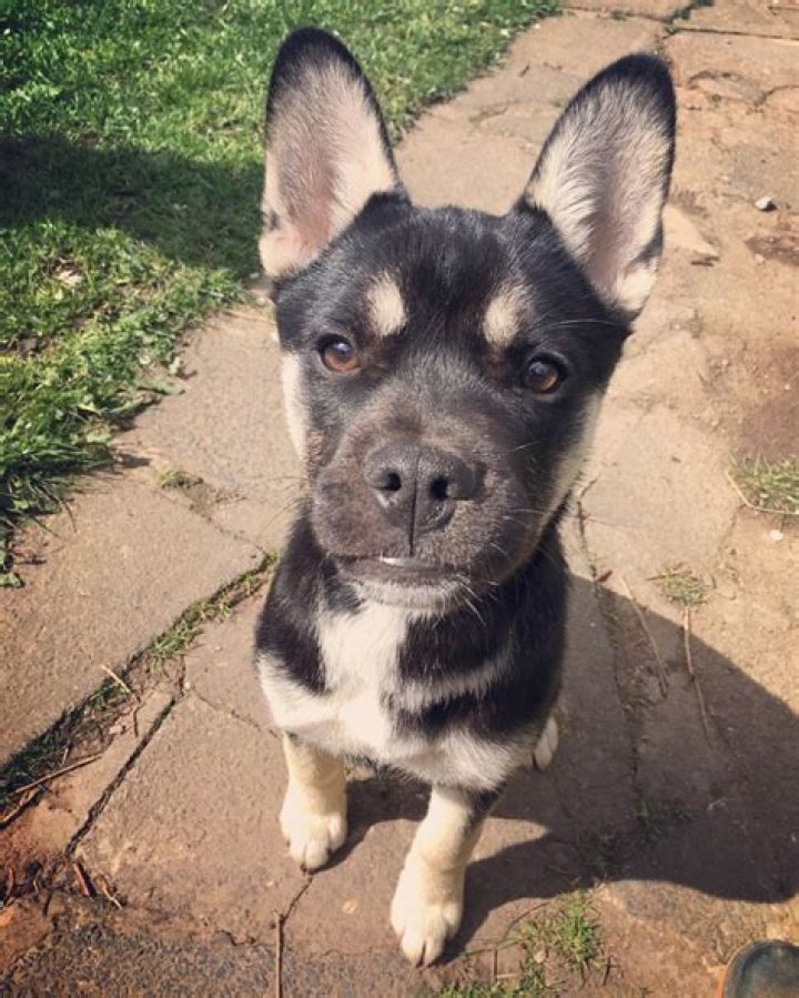 Exploring The Unique Charm Of The French Bulldog Husky Mix